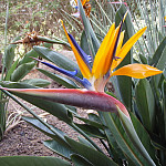 Thumbnail Photo for the Gran Canaria Gallery.